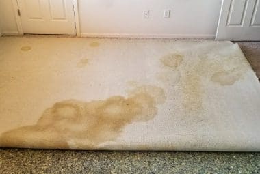 mold on carpet
